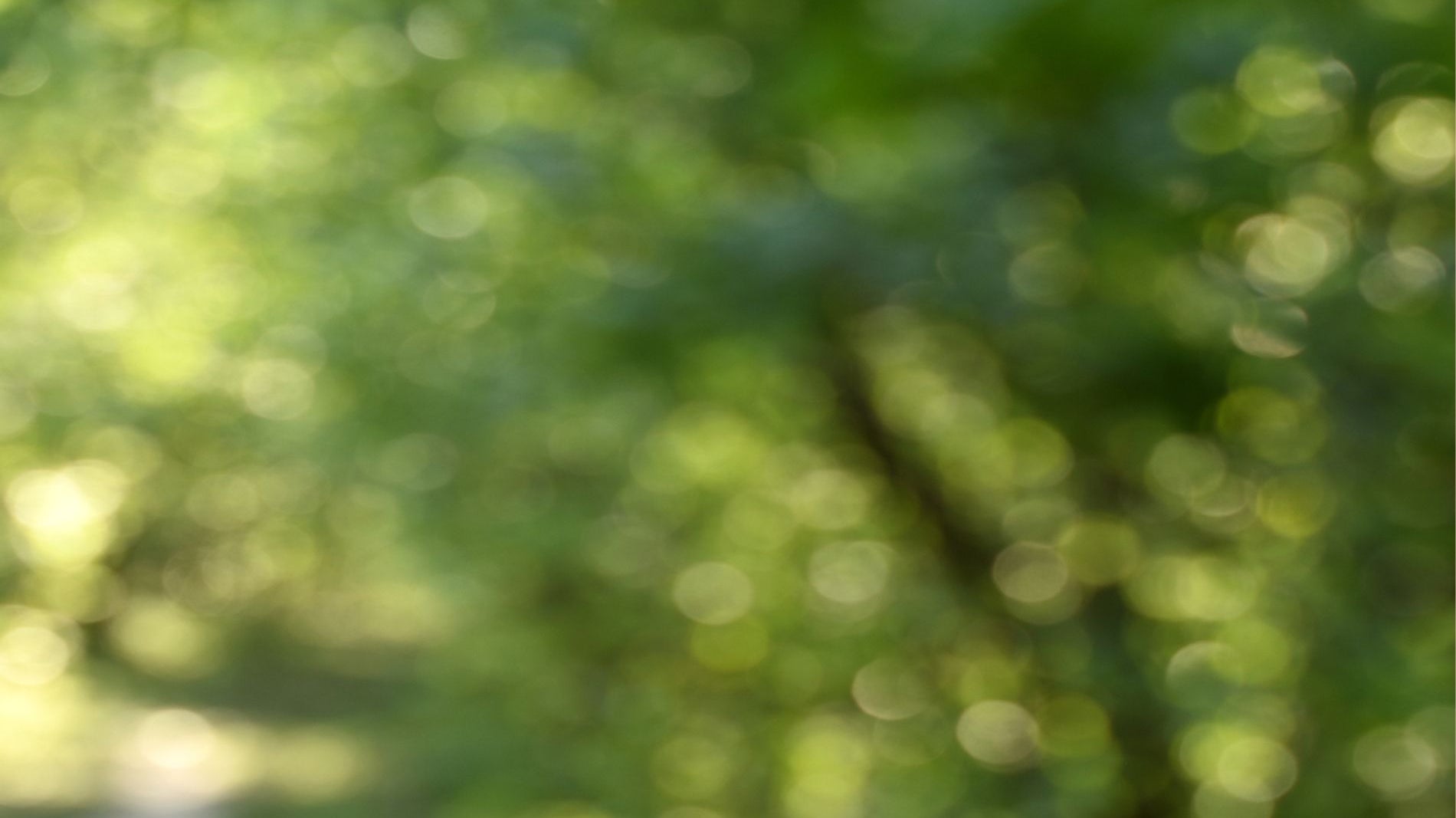 Balancing the Wood Element: Tips for a Healthy Spring