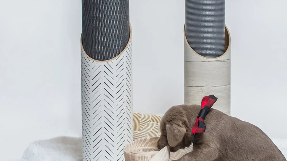 Beginner yoga essentials including eco-friendly mat, cork blocks, cotton strap, bolster, and Mache storage tube arranged in a clean home practice space.