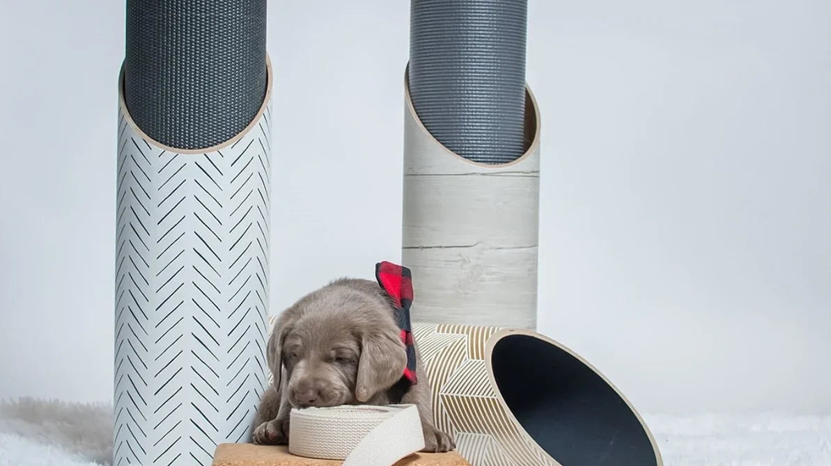 Mache yoga mats, blocks, straps, and storage tubes arranged together, with a puppy amidst the products.