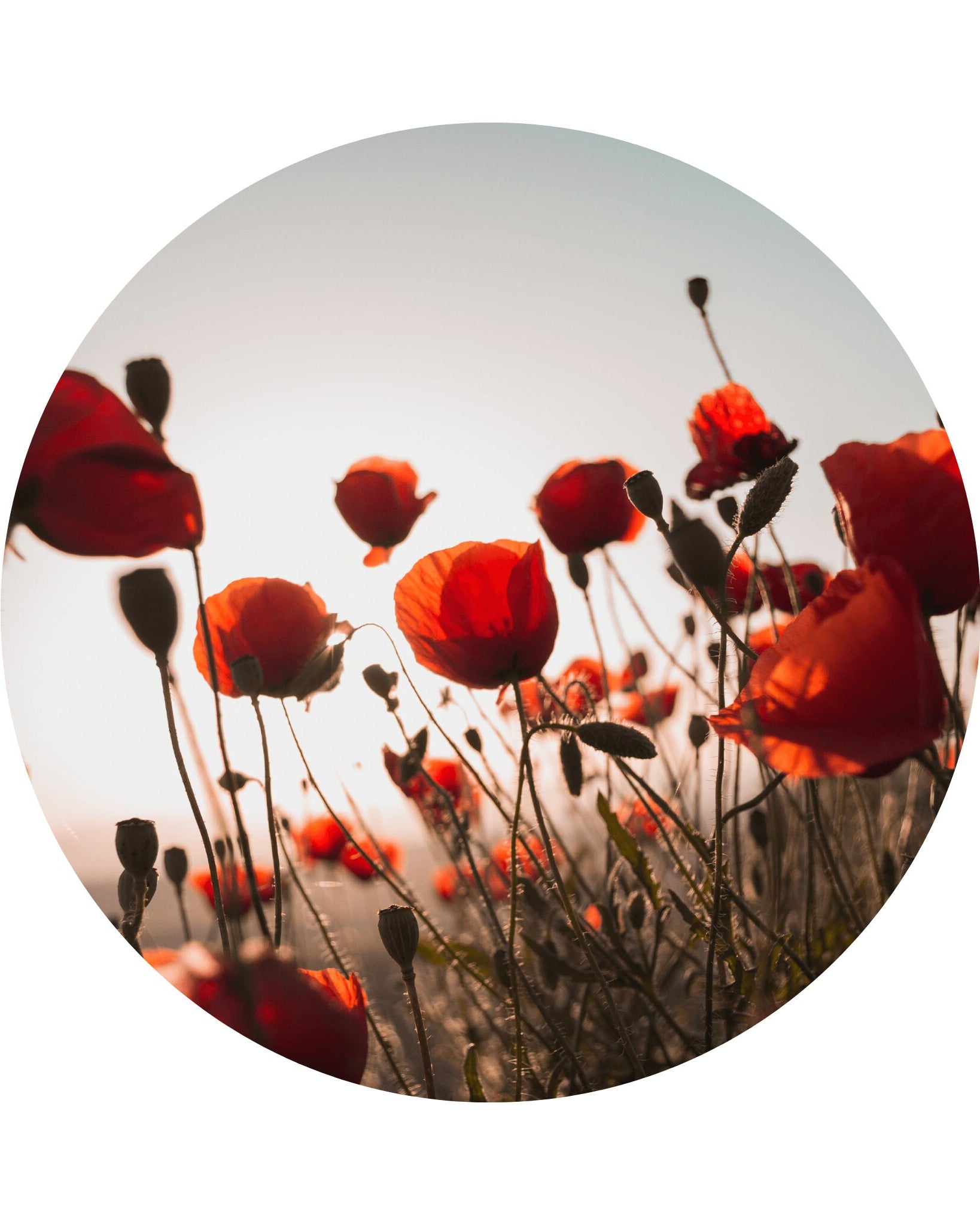 Yoga Mat Tube | Poppies, Yoga Mat Storage, Yoga Studio Decor, Yoga Mat Holders, Storage, Yoga Gifts, Meditation Gifts, EcoYoga, Home Storage