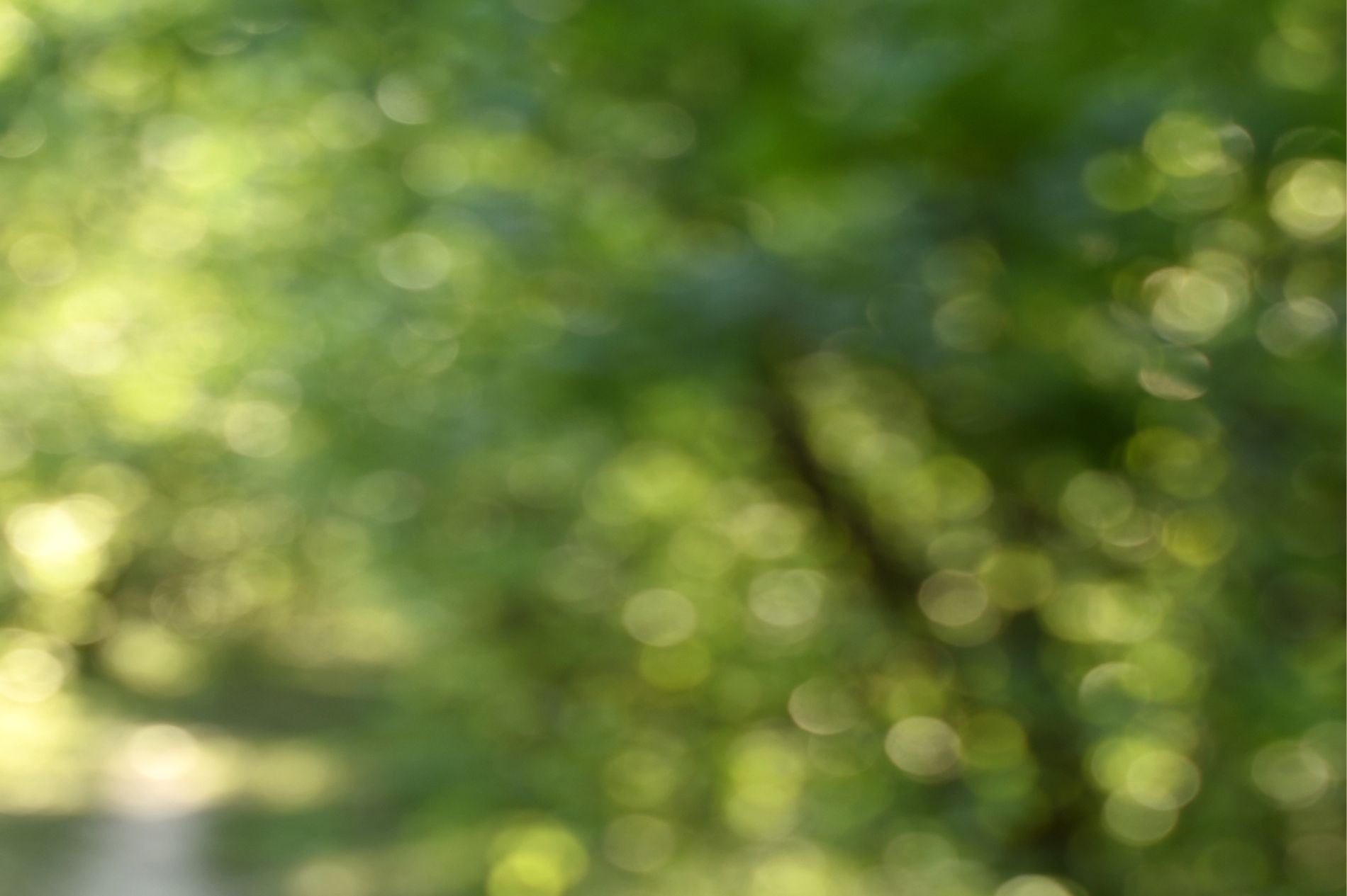 Balancing the Wood Element: Tips for a Healthy Spring