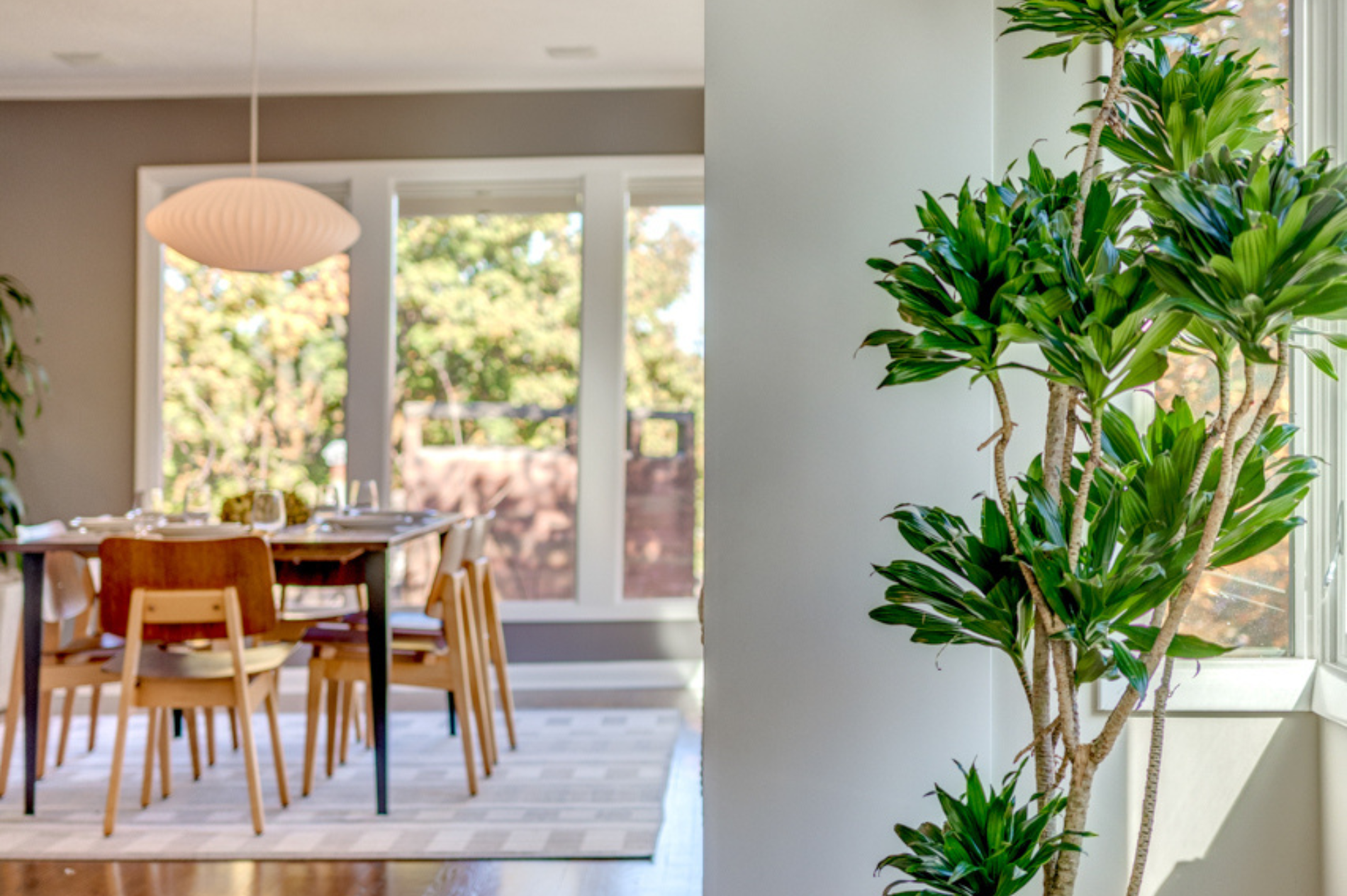 Spring Cleaning Toxins: 5 Ways to Make a Clean and Sustainable Home with Mache