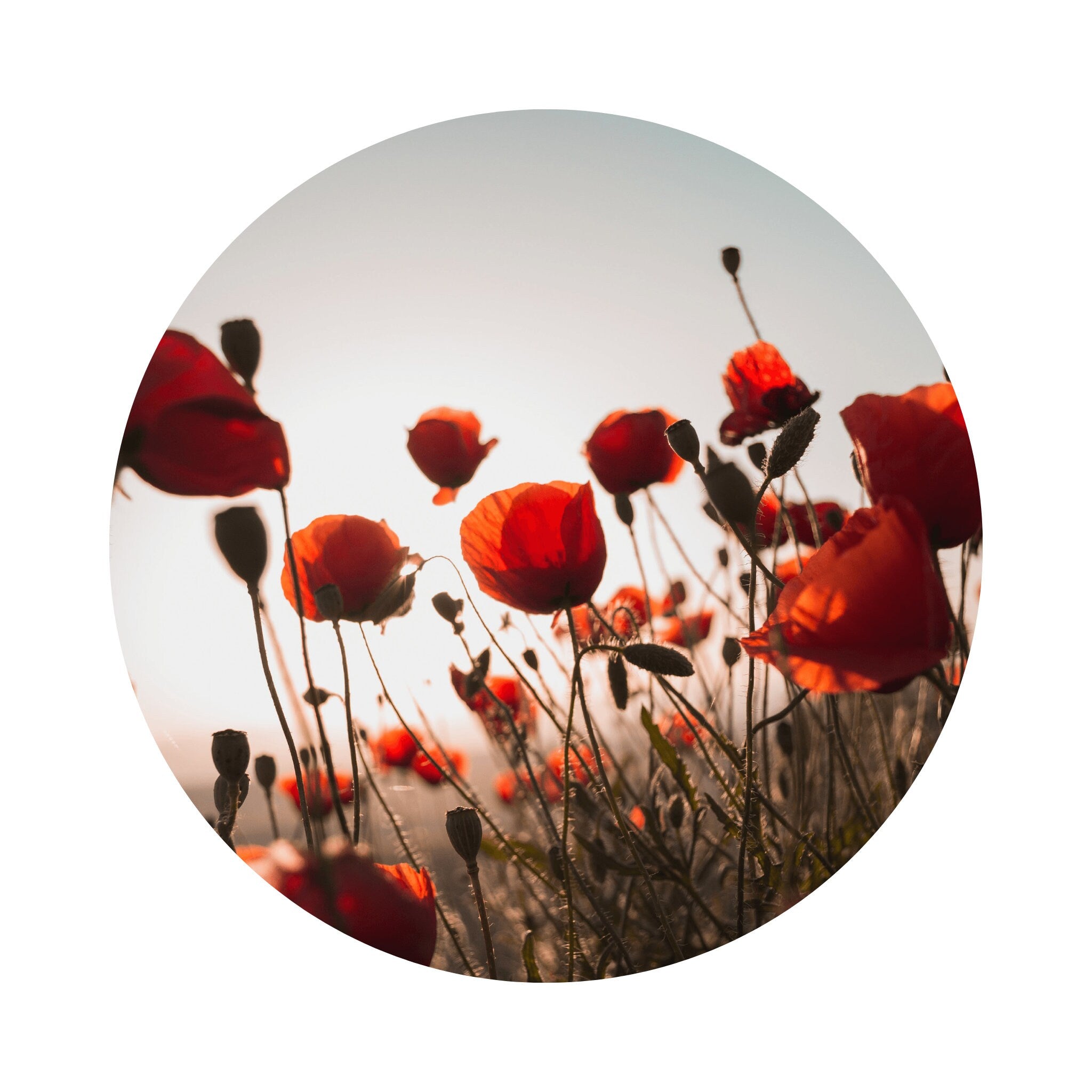 Yoga Mat Tube | Poppies, Yoga Mat Storage, Yoga Studio Decor, Yoga Mat Holders, Storage, Yoga Gifts, Meditation Gifts, EcoYoga, Home Storage